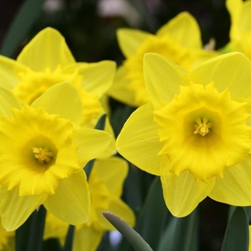2016 Daffodil Month
