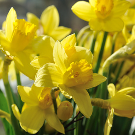 Canadian Cancer Society’s Daffodil Month