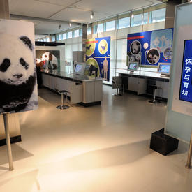 Visit to the Panda Base 