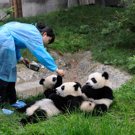 Visit to the Panda Base 