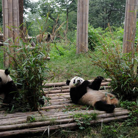 Visit to the Panda Base 