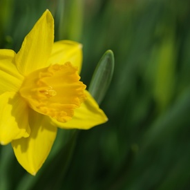 Canadian Cancer Society’s Daffodil Days Campaign 2011