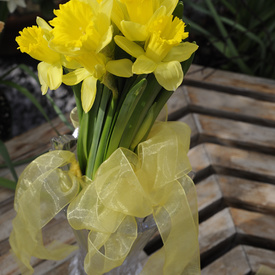 Daffodil Campaign 2012