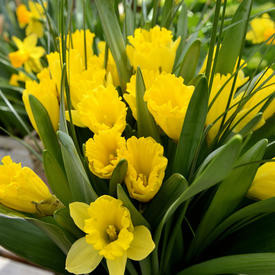 2015 Daffodil Month