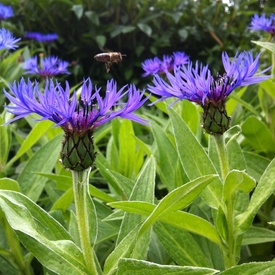 Garden Gathering at Rideau Hall