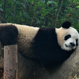 State Visit to China - Day 6