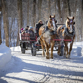 Two brown horses pull people seated on a large red wagon.  They are being pulled along a cleared snow path with trees on either side.