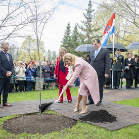The President shovels earth onto the blue-beech tree planted to mark her State visit. 