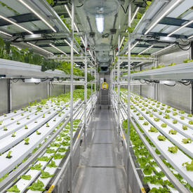 Hydroponic gardens at Churchill Northern Studies Centre. 