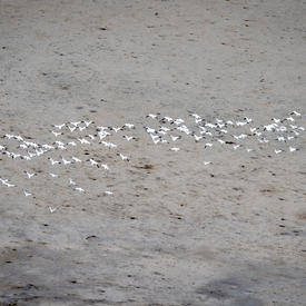 Oiseaux survolant la baie d'Hudson. 