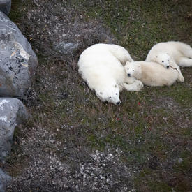 A polar bear and two cubs sleeping. 
