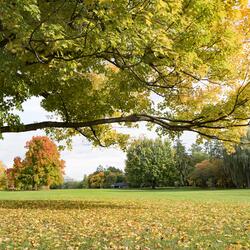 A large tree with vivid yellow leaves spreads its branches over a grassy park.