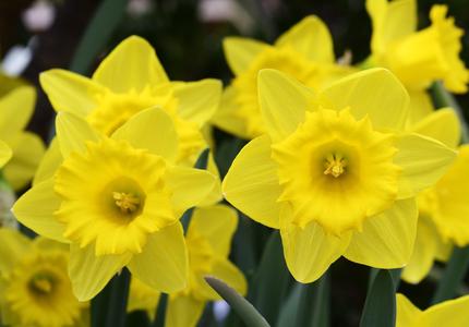 2016 Daffodil Month