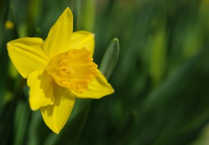 Canadian Cancer Society’s Daffodil Days Campaign 2011