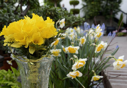 Launch of 2013 Daffodil Campaign